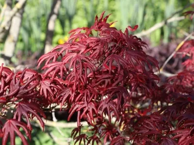 Artar japonez Acer palmatum x shirasawanum Trompenburg