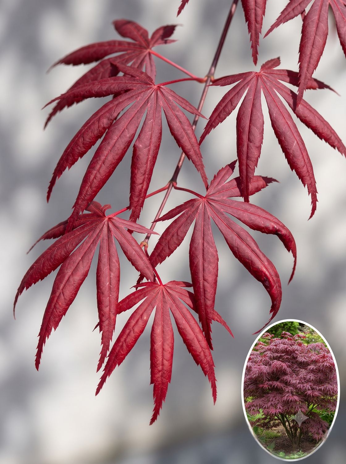 Arțar japonez Trompenburg altoit (Acer palmatum): soi roșu vertical apreciat, cu frunze cu lobi răsuciți, foarte distinctive.