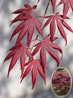Artar japonez Trompenburg C2 Arțar japonez Trompenburg altoit (Acer palmatum): soi roșu vertical apreciat, cu frunze cu lobi răsuciți, foarte distinctive.