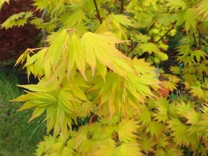 Artar japonez Acer shirasawanum Jordan