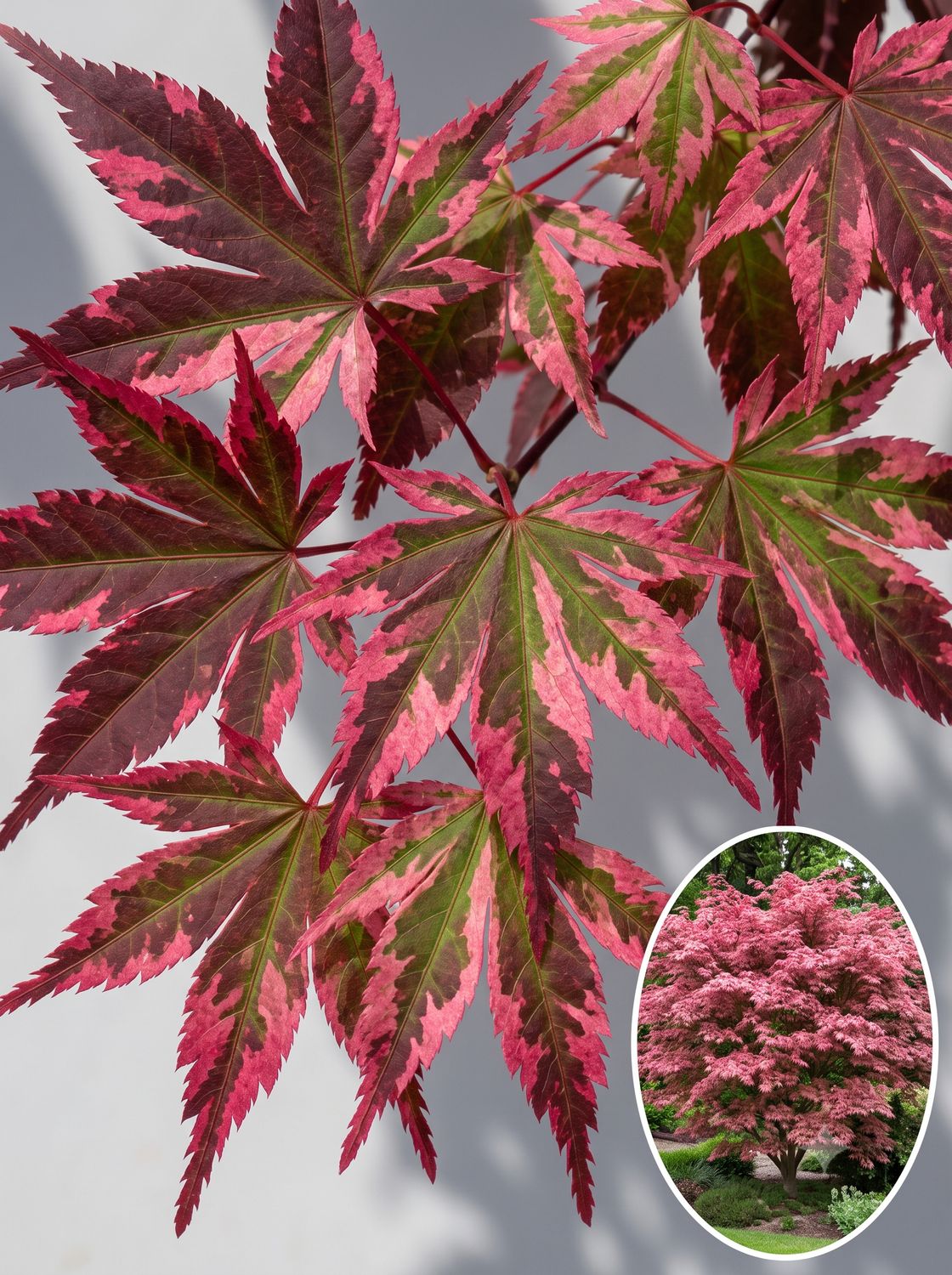 Arțar japonez Shirazz altoit (Acer palmatum): selecție unică din Noua Zeelandă (Duncan; Davies), cu frunziș variegat roz