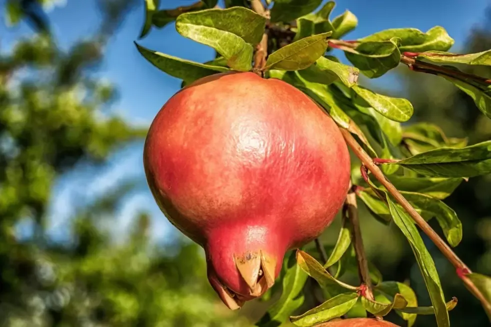 Rodiu 'Kabylie' în ghiveci, pregătit pentru plantare
