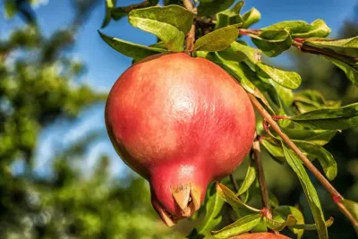 Rodiu 'Kabylie' în ghiveci, pregătit pentru plantare