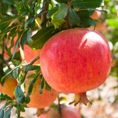 Rodiu 'Agat' în ghiveci, pregătit pentru plantare.