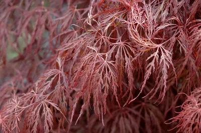 Artar japonez Acer palmatum Crimson Queen