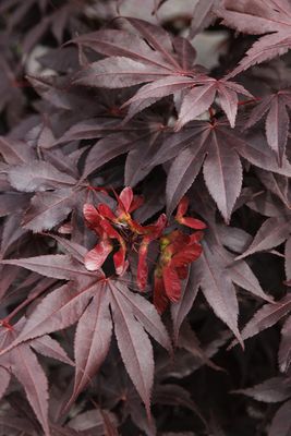 Artar japonez Acer palmatum Bloodgood 