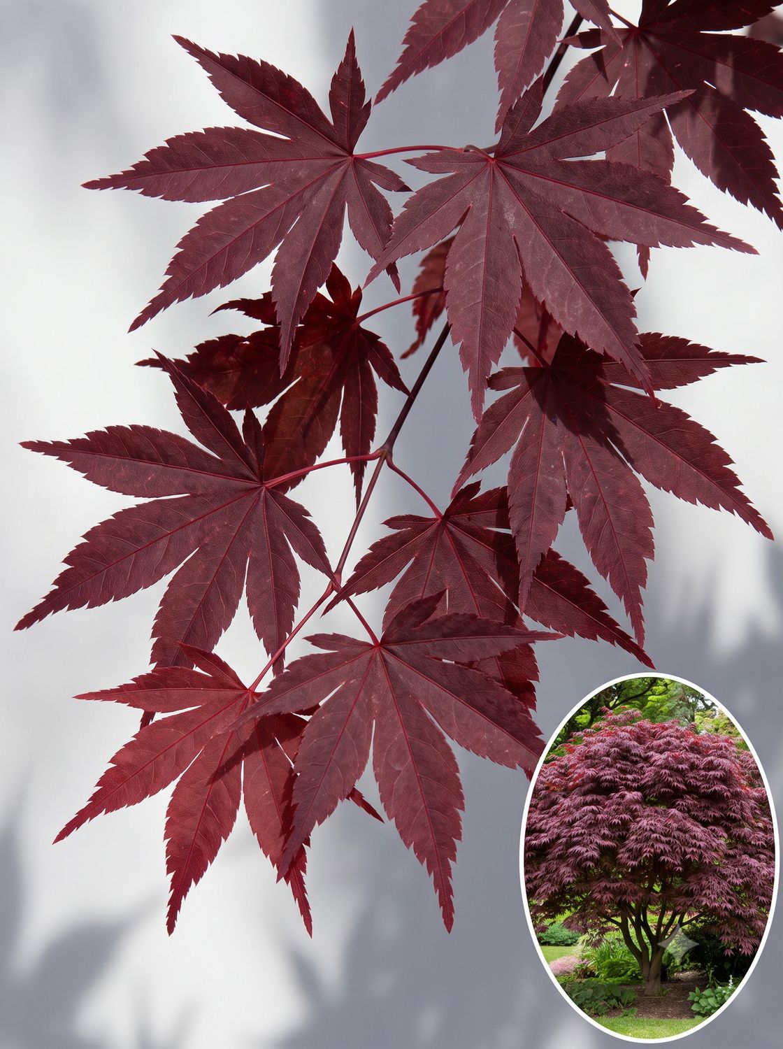 Arțar japonez Bloodgood altoit (Acer palmatum): clasicul roșu vertical, viguros și rezistent — ideal pentru începători. Roșu 