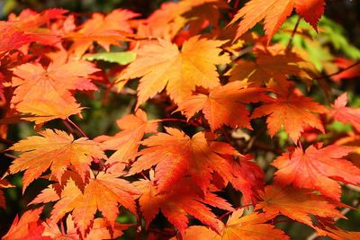 Artar japonez Acer japonicum Vitifolium