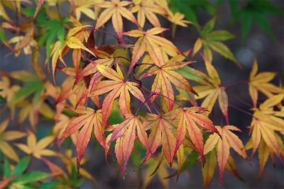 Artar japonez Acer palmatum Bi-Ho