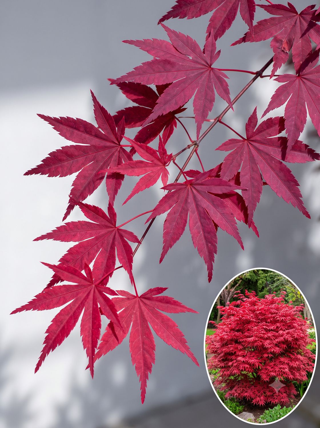 Arțar japonez Shaina altoit (Acer palmatum): soi compact, des, cu frunze roșu aprins care se mențin bine tot sezonul. Reziste