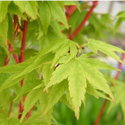 Artar japonez Acer palmatum Sango Kaku