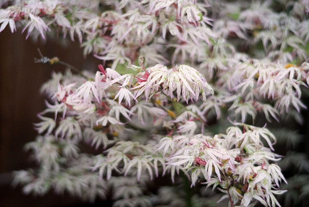 Artar japonez Acer palmatum Ukigumo