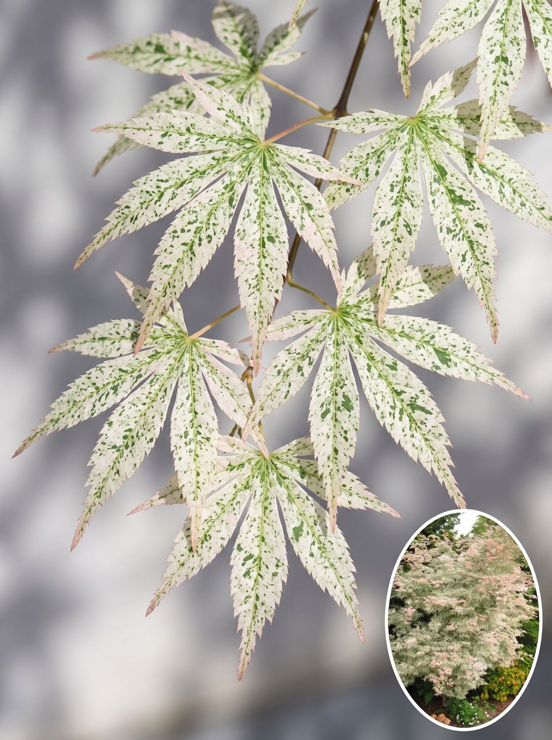 Arțar japonez Ukigumo altoit (Acer palmatum): „Norul plutitor", frunziș variegat alb-roz-verde delicat, devenind aproape alb.