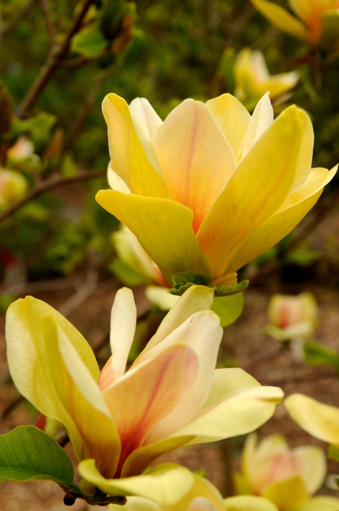 Magnolia Sunsation