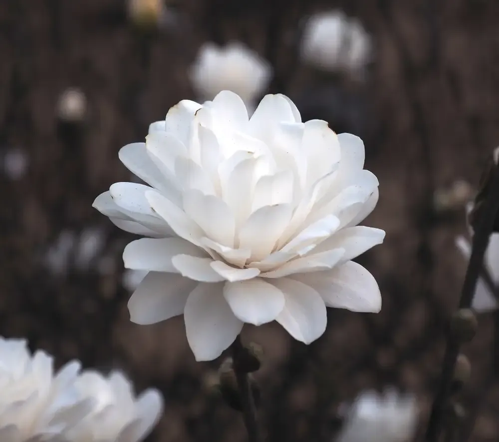 Magnolia Mag's Piroutte