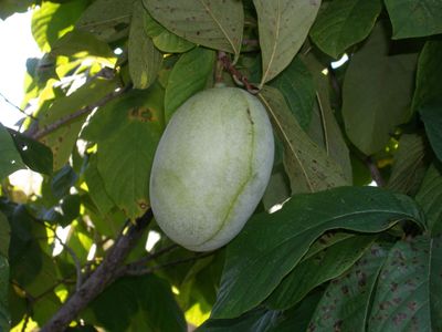 Pawpaw Asimina triloba Honeydew