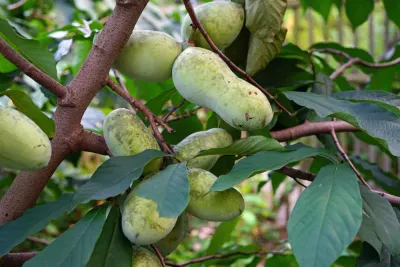 Pawpaw Asimina triloba Marshmallow
