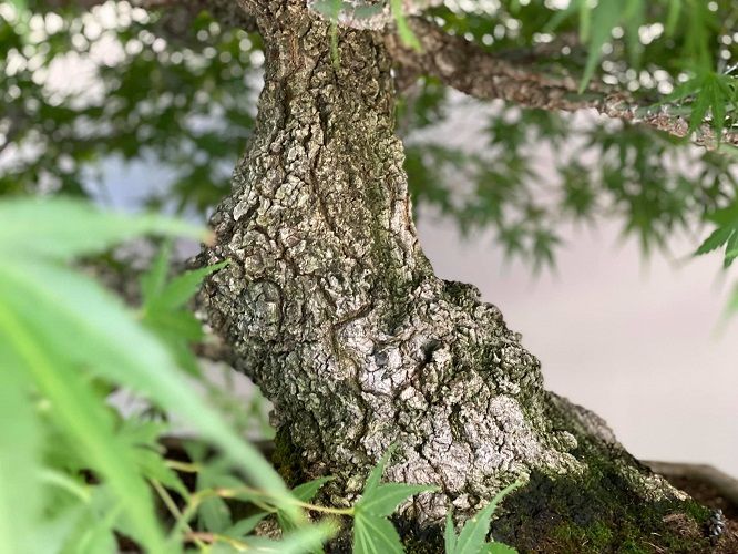 Artar japonez Acer palmatum Arakawa