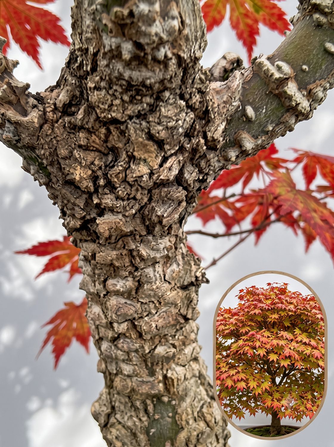 Arțar japonez Arakawa altoit (Acer palmatum): soi vertical verde, remarcabil prin scoarța de plută zbârcită, „pine bark maple