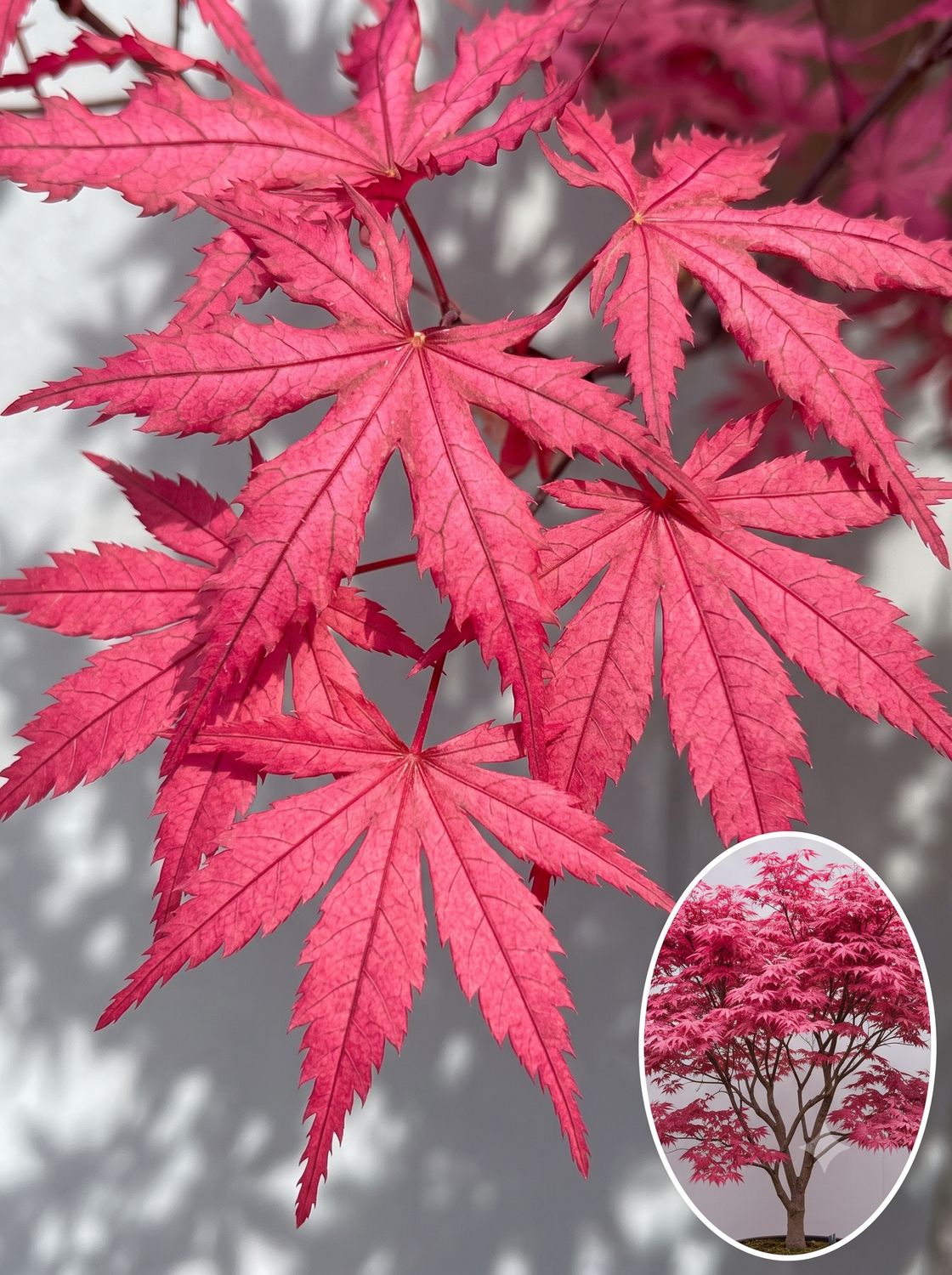 Arțar japonez Celebration altoit (Acer palmatum): frunziș roz-violet vibrant cu pestrițe reticulate, în stilul seriei Ghost. 