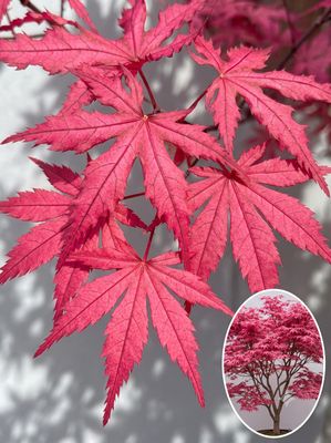 Artar japonez Celebration C2 Arțar japonez Celebration altoit (Acer palmatum): frunziș roz-violet vibrant cu pestrițe reticulate, în stilul seriei Ghost.