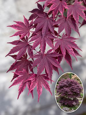 Artar japonez Fujinami C2 Arțar japonez Fujinami altoit (Acer palmatum): frunziș închis stropit spectaculos cu pestrițe roz-roșu strălucitor. Soi varie