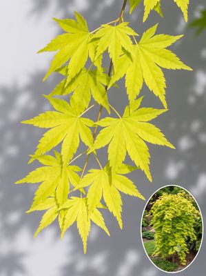 Artar japonez Dragon Master C2 Arțar japonez Dragon Master altoit (Acer palmatum): soi plângător (cascadă) auriu din grupul Ryusen — formă spectaculoasă, po