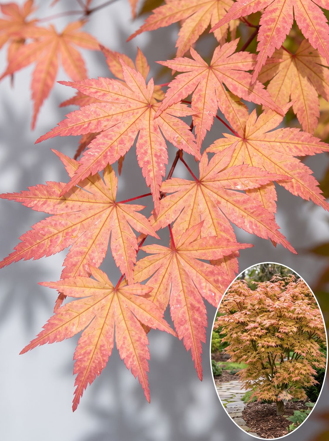 Arțar japonez Peve Chameleon altoit (Acer palmatum): ramuri roșii decorative și frunziș de primăvară roz-portocaliu. Interes 