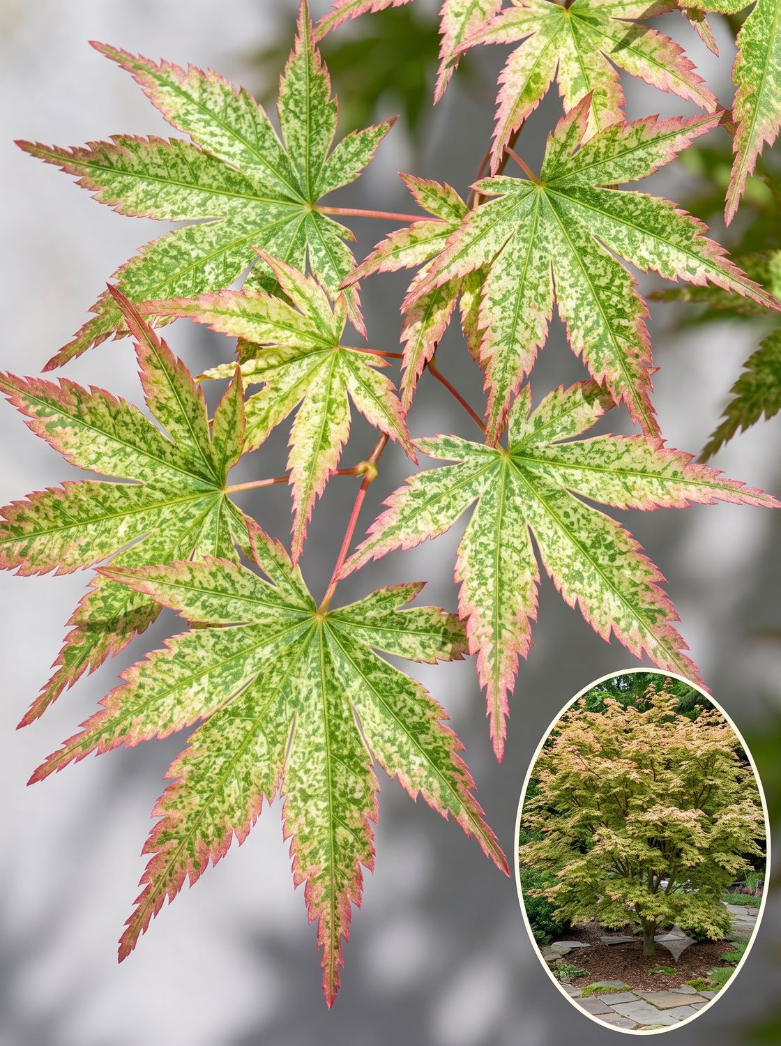 Arțar japonez Peve Multicolor altoit (Acer palmatum): soi variegat care variază puternic cromatic la soare de dimineață și um