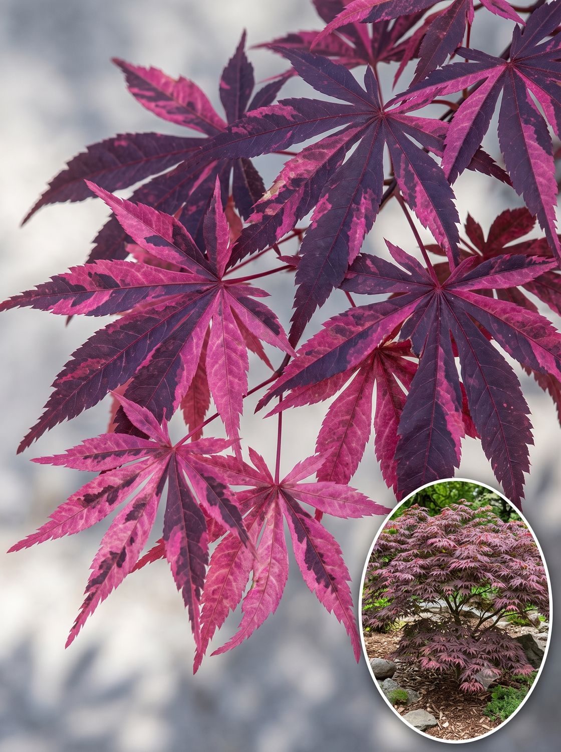 Arțar japonez Rainbow altoit (Acer palmatum): frunziș roșu-negru intens, presărat cu pestrițe de roz aprins. Soi variegat spe