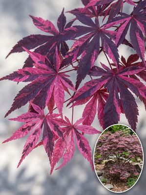 Artar japonez Rainbow C2 Arțar japonez Rainbow altoit (Acer palmatum): frunziș roșu-negru intens, presărat cu pestrițe de roz aprins. Soi variegat spe