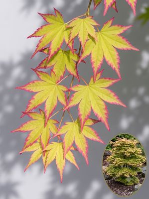 Artar japonez Shishio hime C2 Arțar japonez Shishio Hime altoit (Acer palmatum): soi pitic cu vârfuri de primăvară roșu-portocaliu strălucitor. Compact, id