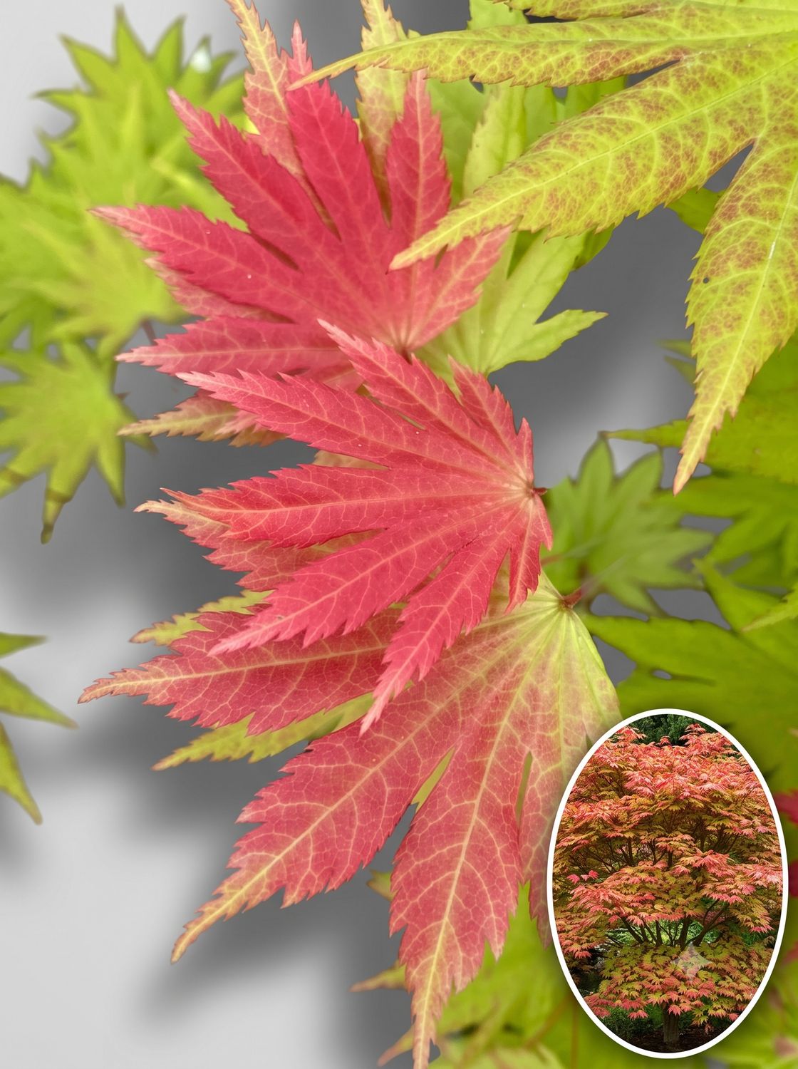 Arțar japonez Autumn Moon altoit (Acer shirasawanum): frunziș portocaliu-ars spre auriu-bronz la soare, galben-verde la umbră
