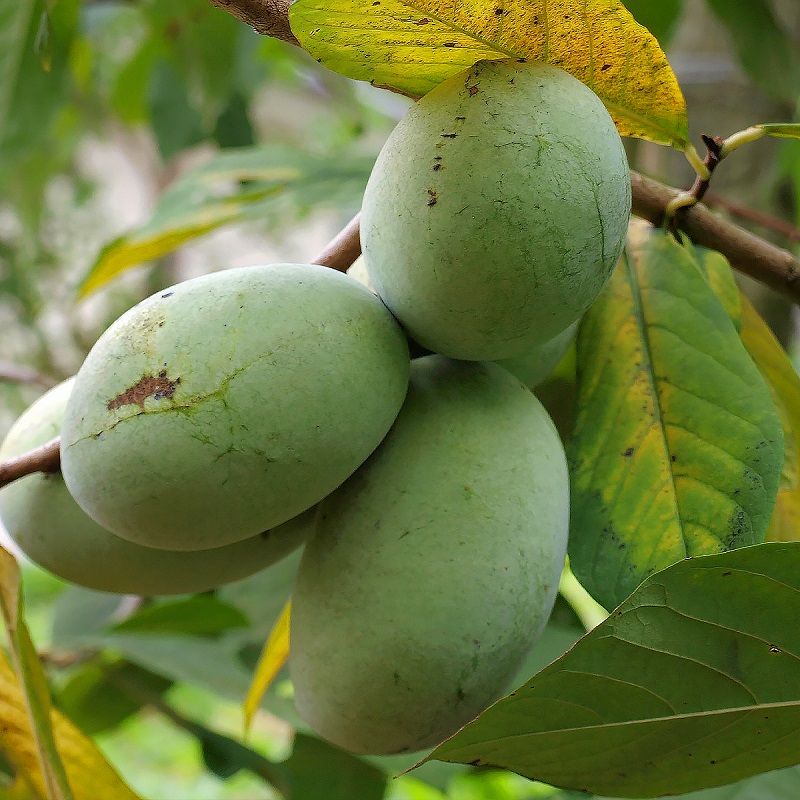 Pawpaw Banana Nordului Benny's Favorite C5
