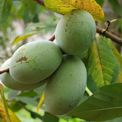 Pawpaw Banana Nordului Benny's Favorite C5