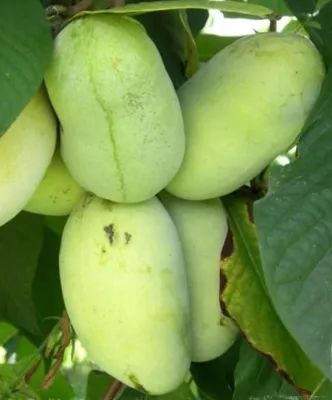 Pawpaw ‘Prima 1216’ (Banana Nordului) – Soi timpuriu, fructe mari și dulci