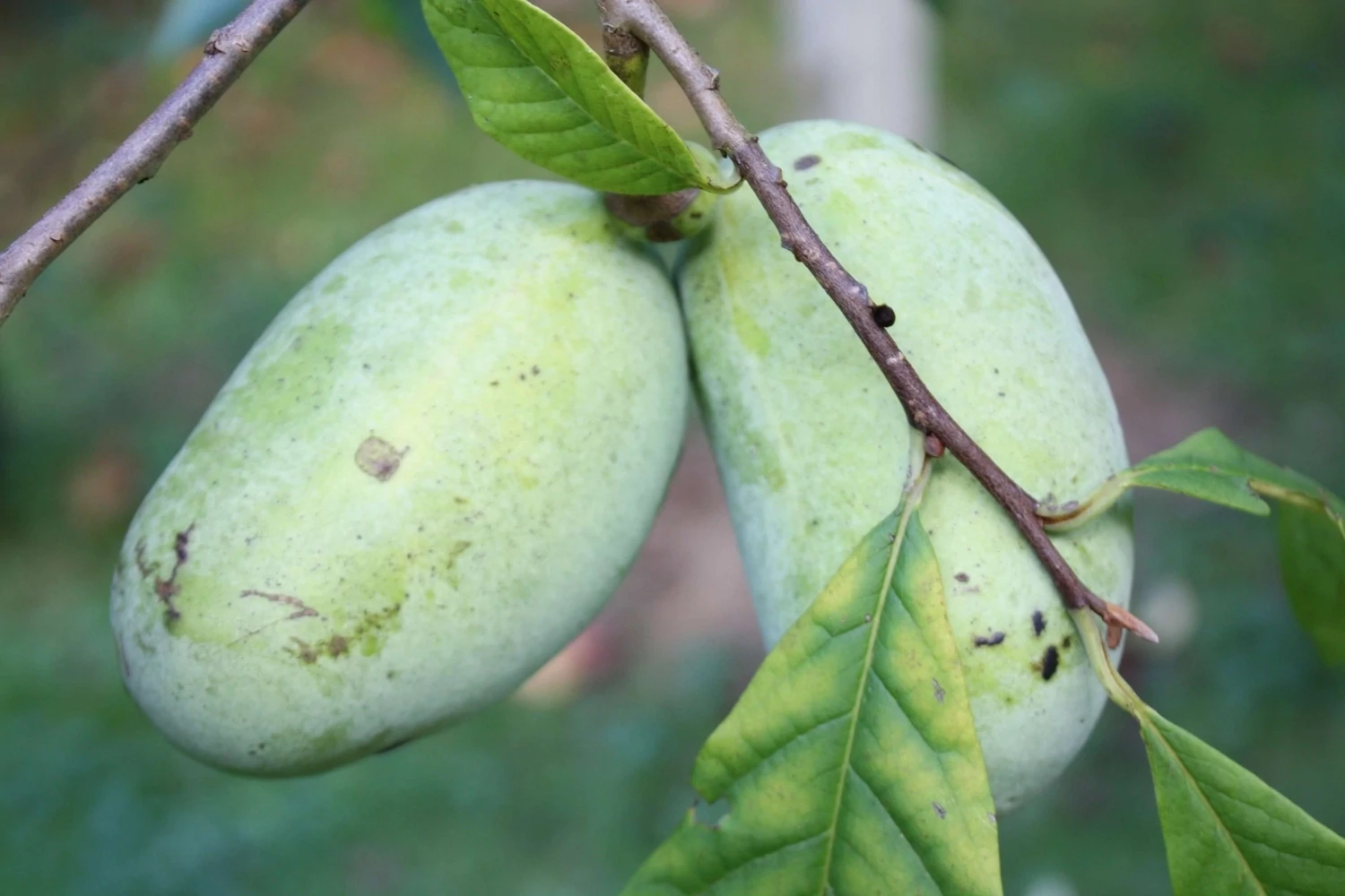 Pawpaw ‘Tropical Treat’ (Banana Nordului) – Fructe mari, cremoase, cu gust dulce și exotic
