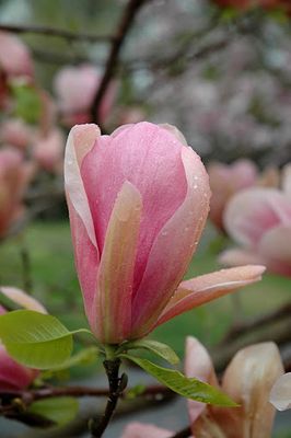 Magnolia altoita Coral Lake Ghiveci 3L