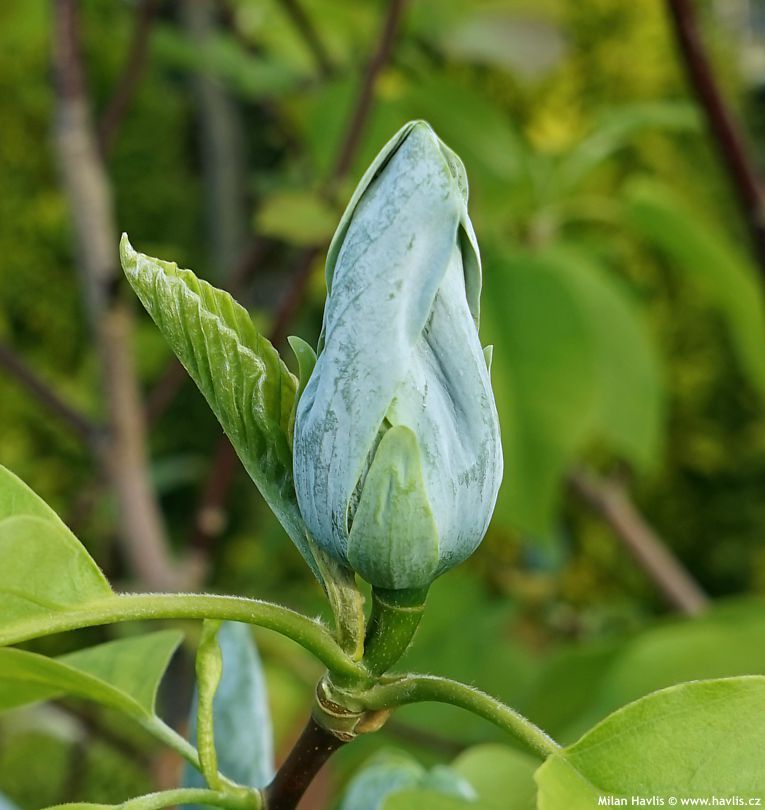 Magnolia albastra altoita acuminata Blue Opal ghiveci 3L