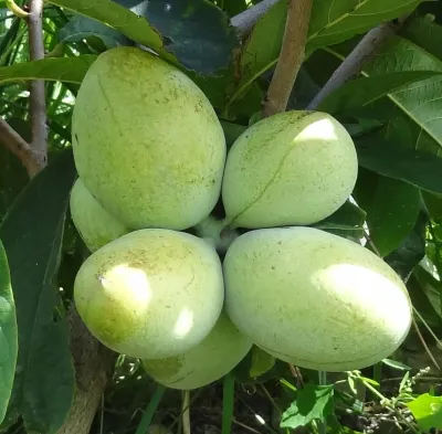 Banana Nordului Pawpaw Maria's Joy