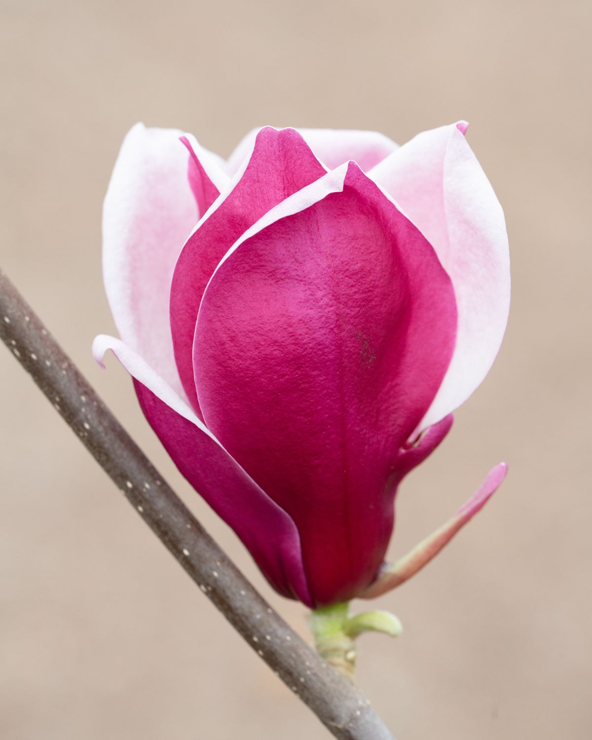 Magnolia altoita March-Till-Frost Ghiveci 3L