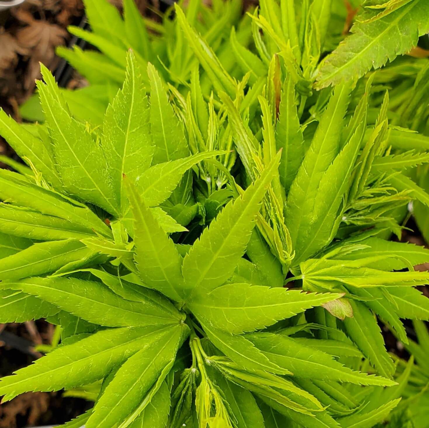Artar japonez Acer palmatum Mikawa yatsubusa