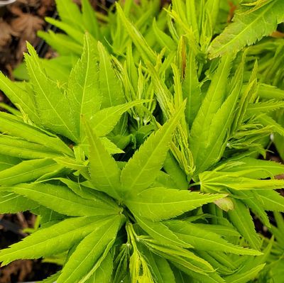 Artar japonez Acer palmatum Mikawa yatsubusa
