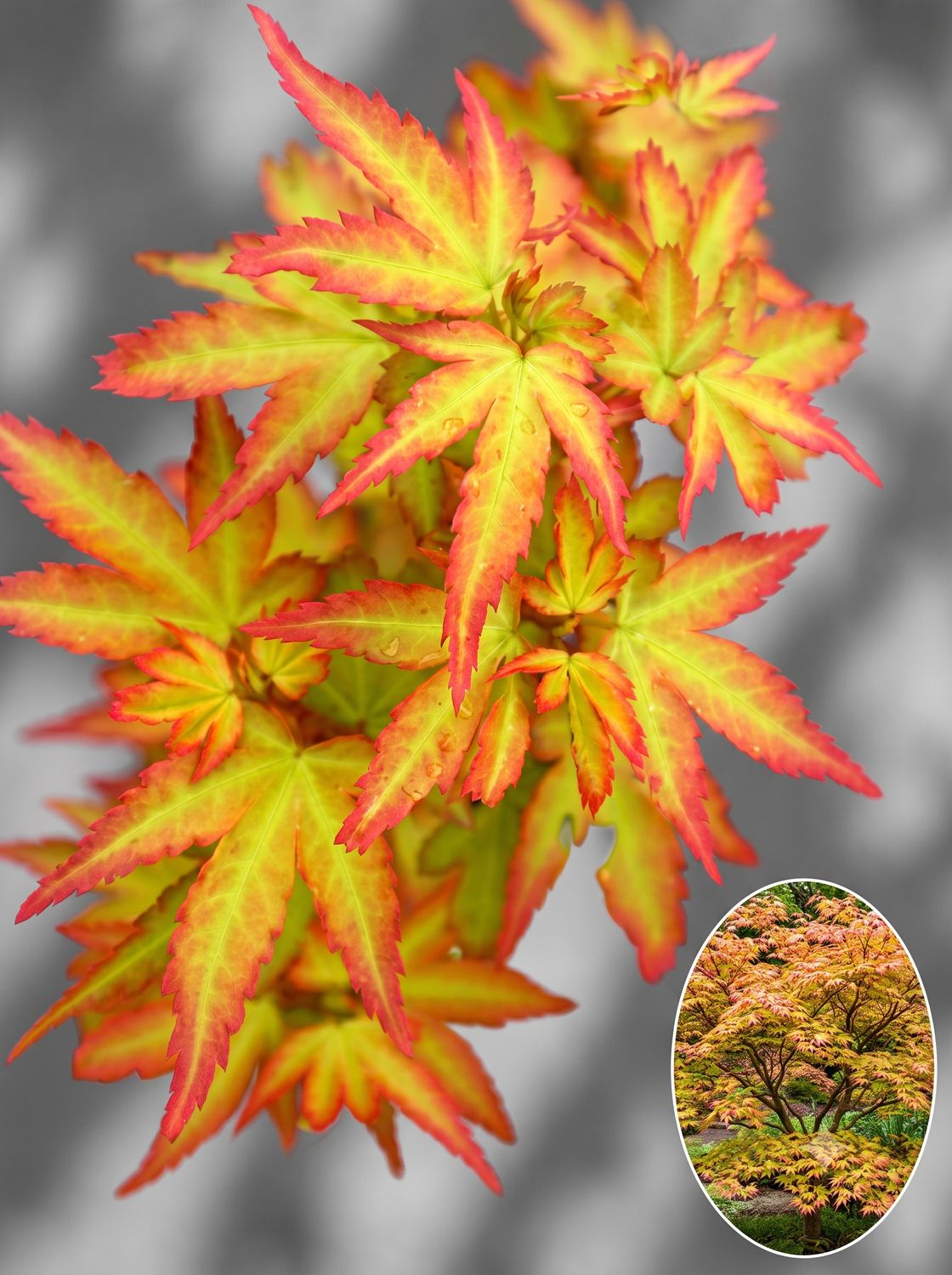 Arțar japonez Koto Maru altoit (Acer palmatum): unul dintre cei mai mici arțari pitici verzi (60-90 cm în 10 ani). Perfect pe