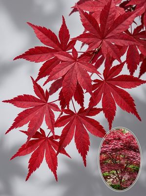Artar japonez Peve Ollie C2 Arțar japonez Peve Ollie altoit (Acer palmatum): copac mediu (2,4-3 m) cu frunze mari, răsucite, roșu-maroniu, pe ramuri robu