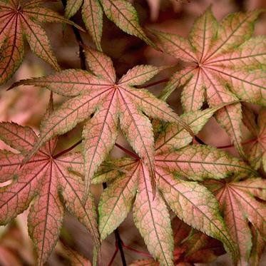 Artar japonez Kasagi Yama C9 Artar japonez Kasagi Yama C9