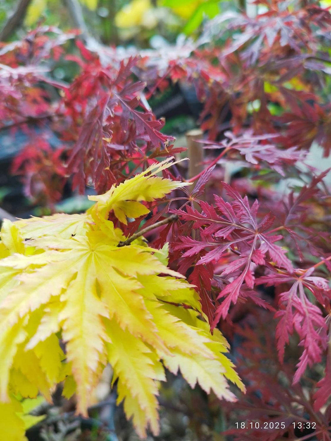 Set 2 Artari japonezi C2