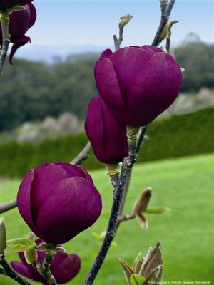 Magnolia neagra altoita Black Tulip ghiveci 5L