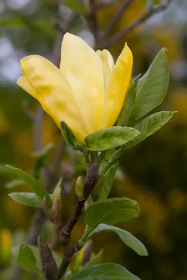 Magnolia galbena altoita Daphne ghiveci 5L