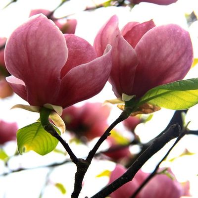 Magnolia altoita Cleopatra ghiveci 5L
